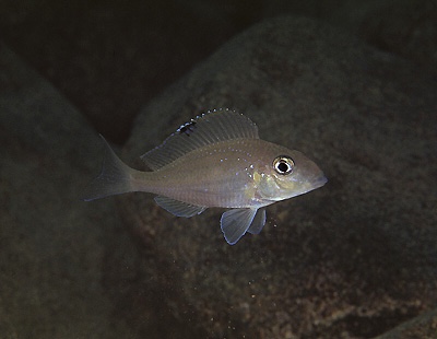 Xenotilapia spilopterus 'Kapampa'